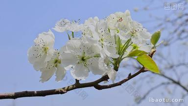 春暖花开梨花盛开